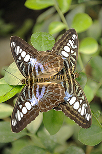 Clipper Butterflies mating