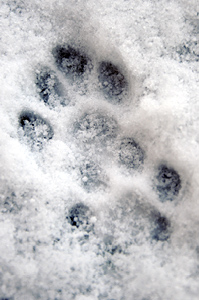 Fox prints in the snow
