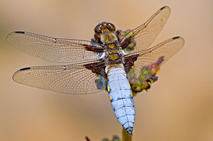 Broad-Bodied Chaser dragonfly